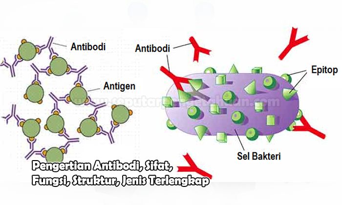 Pengertian Antibodi, Sifat, Fungsi, Struktur, Jenis