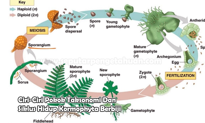 Ciri Pokok Taksonomi Dan Siklus Hidup Kormophyta Berbiji