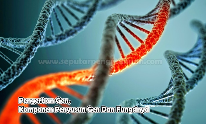 Pengertian Gen, Komponen Penyusun Gen Dan Fungsinya