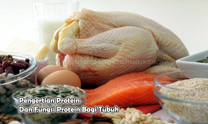 Pengertian Protein Dan Fungsi Protein Bagi Tubuh