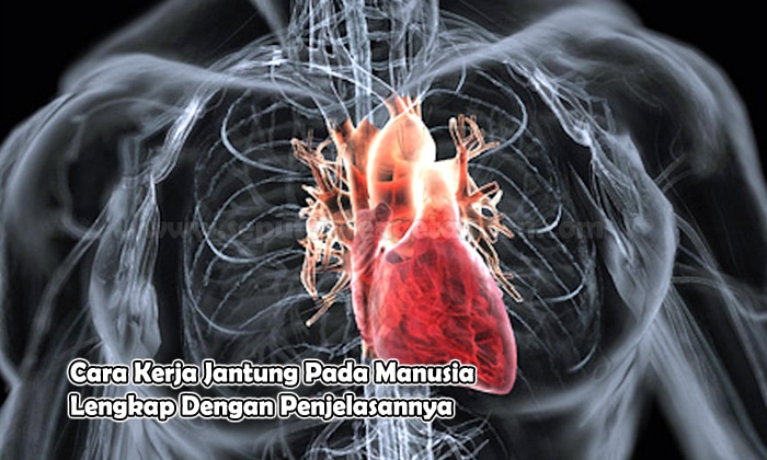 Kerja jelaskan jantung cara Gambar Jantung