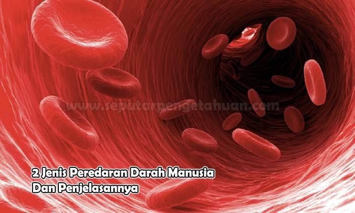 2 Jenis Peredaran Darah Manusia Dan Penjelasannya