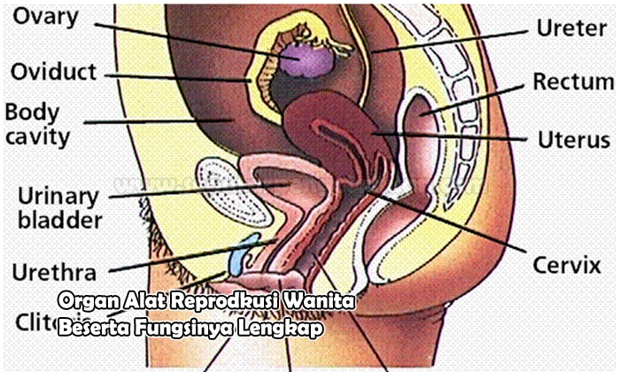 Fundus fungsi uterine Fungsi Uterus: