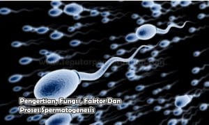 Pengertian, Fungsi, Faktor Dan Proses Spermatogenesis