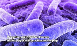 Pengertian, Jenis, Ciri Dan Peranan Bakteri Bagi Kehidupan Manusia Lengkap