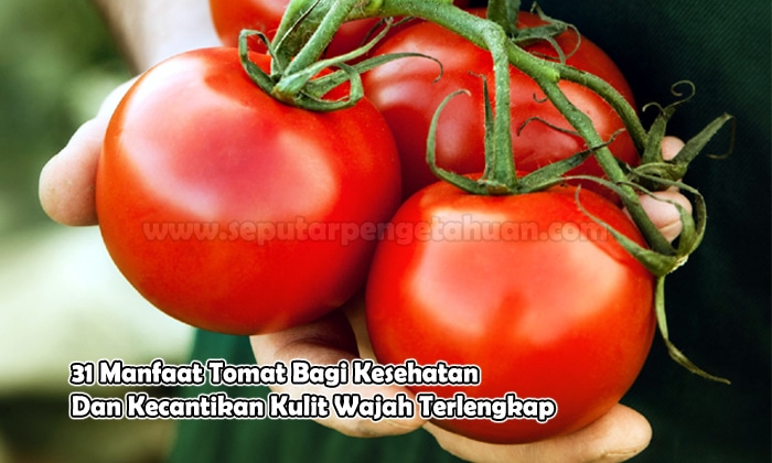 31 Manfaat Tomat Bagi Kesehatan Dan Kecantikan Kulit Wajah Terlengkap
