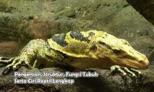 Pengertian, Struktur, Fungsi Tubuh Serta Ciri Reptil Lengkap