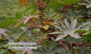 Daftar Nama Latin Tumbuhan Lengkap