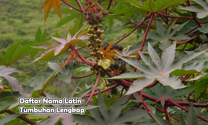  Tumbuhan yang tumbuh di sekitar kita mempunyai namanya masing √ 130 Daftar Nama Latin Tumbuhan Tanaman (Pembahasan Lengkap)