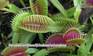 400+ Gambar Flora Indonesia Bagian Barat Dan Timur HD Terbaru