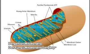 Pengertian Mitokondria Dan Fungsi Mitokondria Lengkap