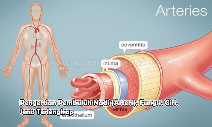 Pengertian Pembuluh Nadi (Arteri), Fungsi, Ciri, Jenis