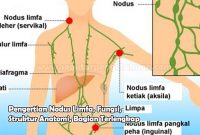 Pengertian Nodus Limfa, Fungsi, Struktur Anatomi, Bagian