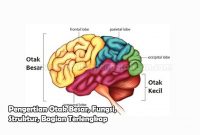 Pengertian Otak Besar, Fungsi, Struktur, Bagian