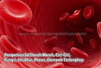 Pengertian Sel Darah Merah, Ciri-Ciri, Fungsi, Struktur, Proses, Dampak