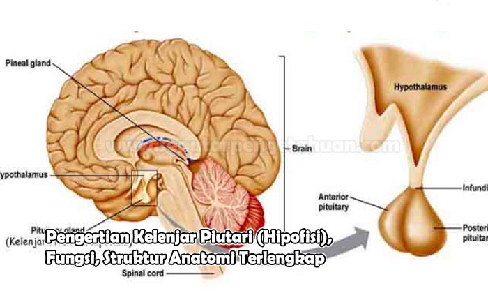 Pengertian Kelenjar Piutari (Hipofisi), Fungsi, Struktur Anatomi