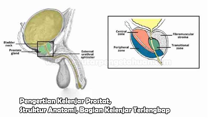 Pengertian Kelenjar Prostat, Struktur Anatomi, Bagian Kelenjar