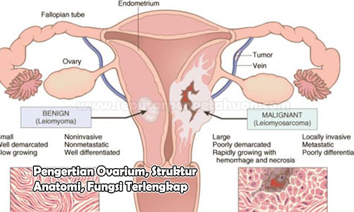 Pengertian Ovarium, Struktur Anatomi, Fungsi