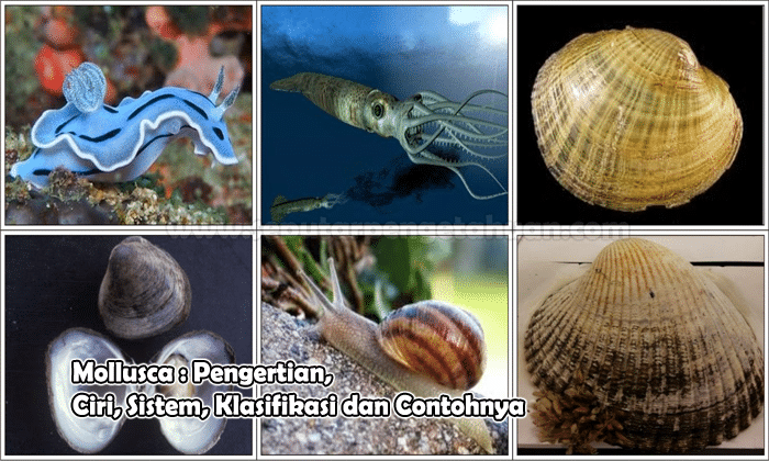 Mollusca Pengertian Ciri Sistem Klasifikasi dan Contohnya