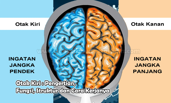 Otak Kiri Pengertian Fungsi Struktur dan Cara Kerjanya