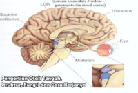Pengertian Otak Tengah Struktur Fungsi dan Cara Kerjanya
