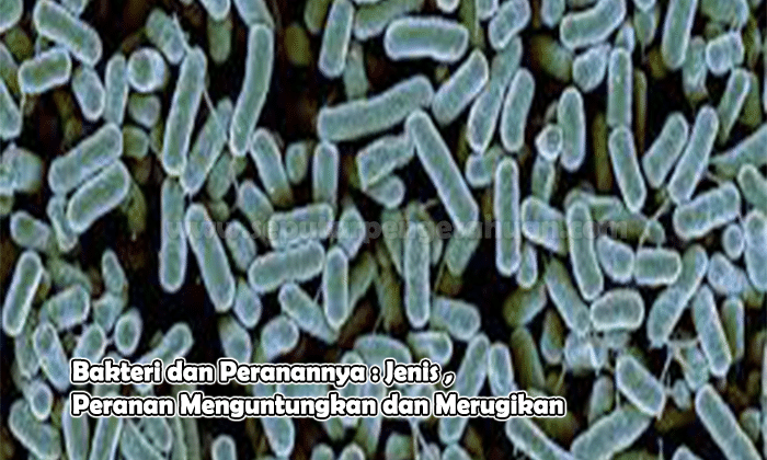 Pembuatan dalam lactobacillus berperan bulgaricus Mikroorganisme yang