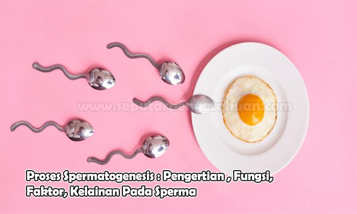 Proses Spermatogenesis : Pengertian , Fungsi, Faktor, Kelainan Pada Sperma