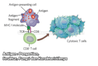 Antigen Pengertian Struktur Fungsi dan Karakteristiknya