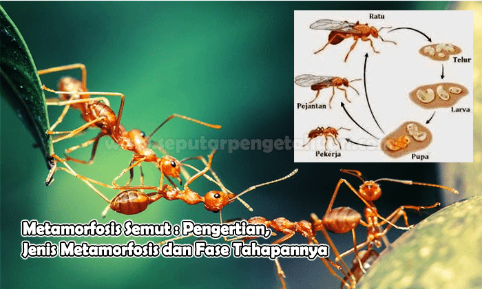 Metamorfosis Semut : Pengertian, Jenis Metamorfosis dan Fase Tahapannya