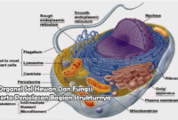 Organel Sel Hewan Dan Fungsi serta Penjelasan Bagian Strukturnya