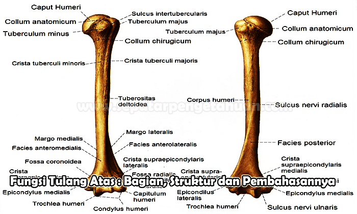 Fungsi Tulang Atas : Bagian, Struktur dan Pembahasannya