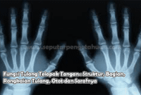 Fungsi Tulang Telapak Tangan : Struktur, Bagian, Rangkaian Tulang, Otot dan Sarafnya