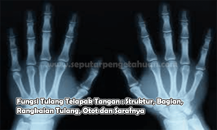 Fungsi Tulang Telapak Tangan : Struktur, Bagian, Rangkaian Tulang, Otot dan Sarafnya