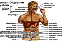 Sistem Pencernaan Manusia : Pengertian, Anatomi Organ dan Gangguannya