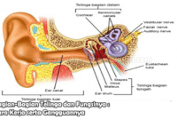 Bagian-Bagian Telinga dan Fungsinya : Cara Kerja serta Gangguannya