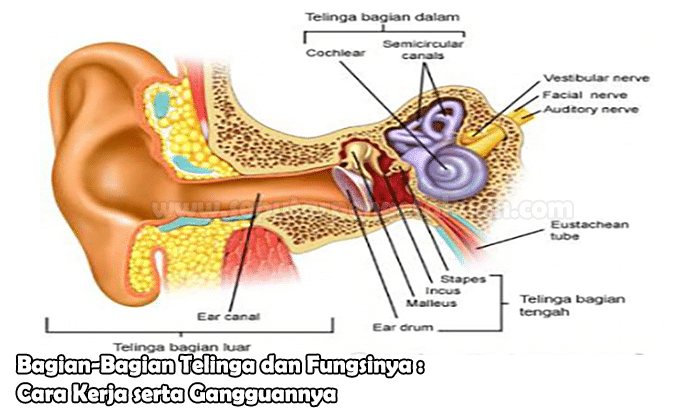 Sebutkan bagian-bagian telinga bagian dalam beserta fungsinya