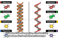 DNA dan RNA : Pengertian, Karakteristik, Perbedaan dan Pembahasan Prosesnya