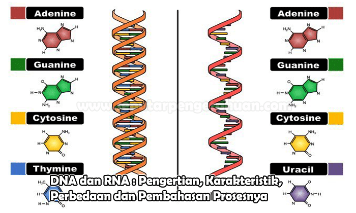 DNA dan RNA : Pengertian, Karakteristik, Perbedaan dan Pembahasan Prosesnya