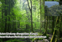 Hutan Lindung : Pengertian, Fungsi, Dasar Hukum Perlindungan dan Contohnya