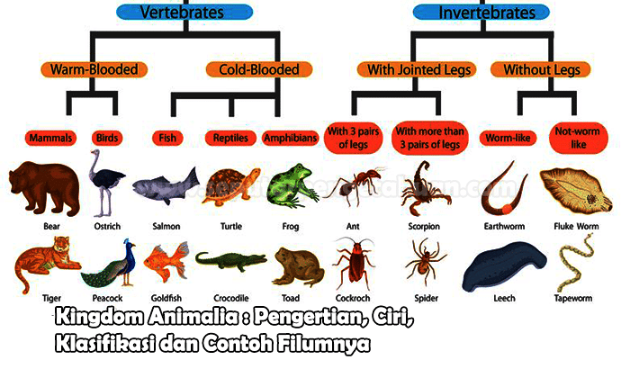 Kingdom Animalia : Pengertian, Ciri, Klasifikasi dan Contoh Filumnya