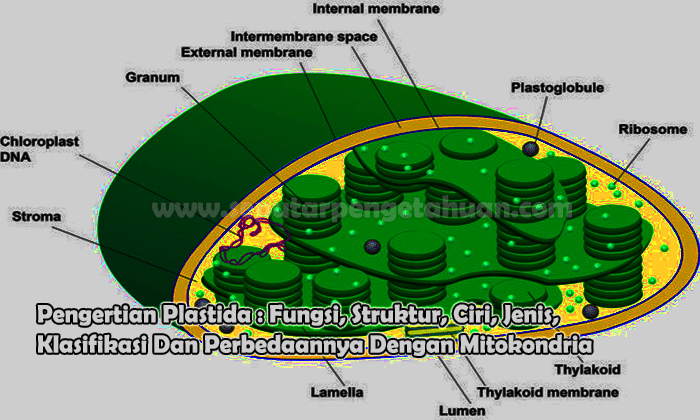 Pengertian Plastida : Fungsi, Struktur, Ciri, Jenis, Klasifikasi Dan Perbedaannya Dengan Mitokondria