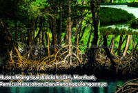 Hutan Mangrove Adalah :Ciri, Manfaat, Pemicu Kerusakan Dan Penanggulangannya