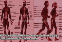 Sistem Gerak Pada Manusia : Tulang, Persendian, Otot, Fungsi, Kelainan Dan Gangguannya