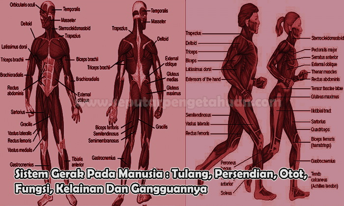 Sistem Gerak Pada Manusia : Tulang, Persendian, Otot, Fungsi, Kelainan Dan Gangguannya